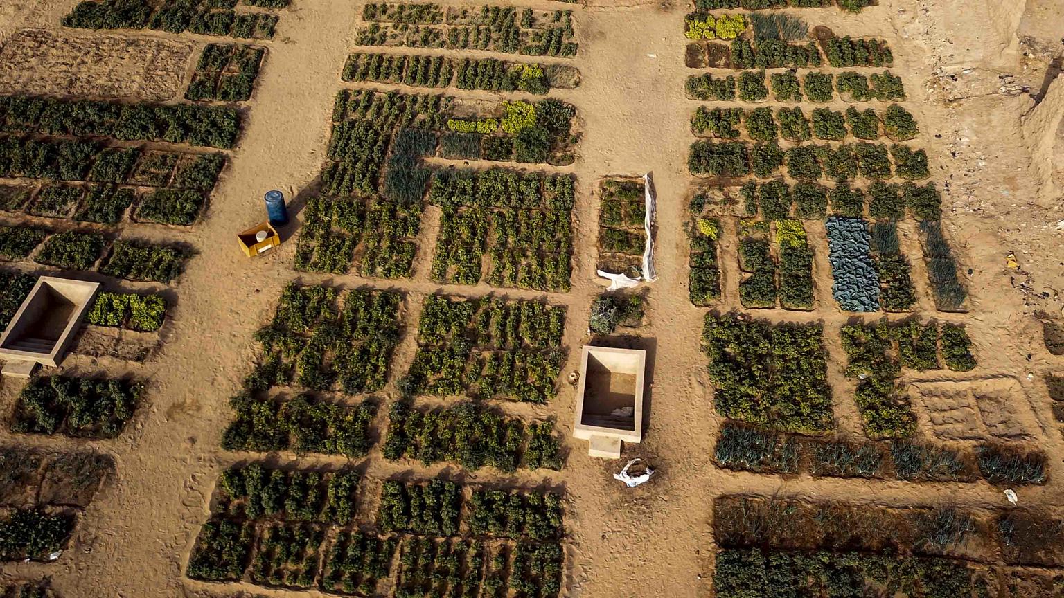 An overview of the vegetable gardens of the Women’s Association for the Development of the Commune of Timbuktu in Kabara. UNICEF and partners are strengthening resilience in the north of Mali, regions affected by ongoing insecurity and increasing water scarcity, through solar-powered water supplies. Timbuktu, March 2019. Water has to be treated as a scarce resource.